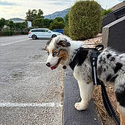 Yuna participe au concours pour gagner de l'argent avec cette photo : australian_shepherd, black_fur, blue_eyes, brown_fur, car, collar, dog, harness, hedge, leash, merle_coat, mountain, outdoor, parking_lot, portrait, puppy, sidewalk, sky, tag, white_fur