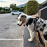dog, puppy, australian_shepherd, blue_eyes, merle_coat, white_fur, brown_fur, black_fur, harness, leash, collar, tag, outdoor, parking_lot, mountain, sky, hedge, car, sidewalk, portrait
