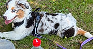 Yuna a rejoint le concours — aidez-le/la à gagner de superbes lots ! animal, australian_shepherd, backpack, blue_eyes, coca_cola_bottle, dog, garden, grass, happy, harness, leash, lying_down, merle_coat, nature, outdoor, panting, pet, portrait, puppy, wooden_fence