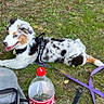 dog, puppy, australian_shepherd, merle_coat, blue_eyes, outdoor, grass, garden, wooden_fence, harness, leash, lying_down, panting, happy, pet, animal, coca_cola_bottle, backpack, nature, portrait