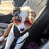 Yuna participe au concours pour gagner de l'argent avec cette photo : automotive_interior, blue_eyes, brown_fur, car, dog, fashionable, funny, fur, harness, leash, leather_seat, pet, portrait, puppy, seated, sunglasses, sunlight, travel, vehicle, white_fur
