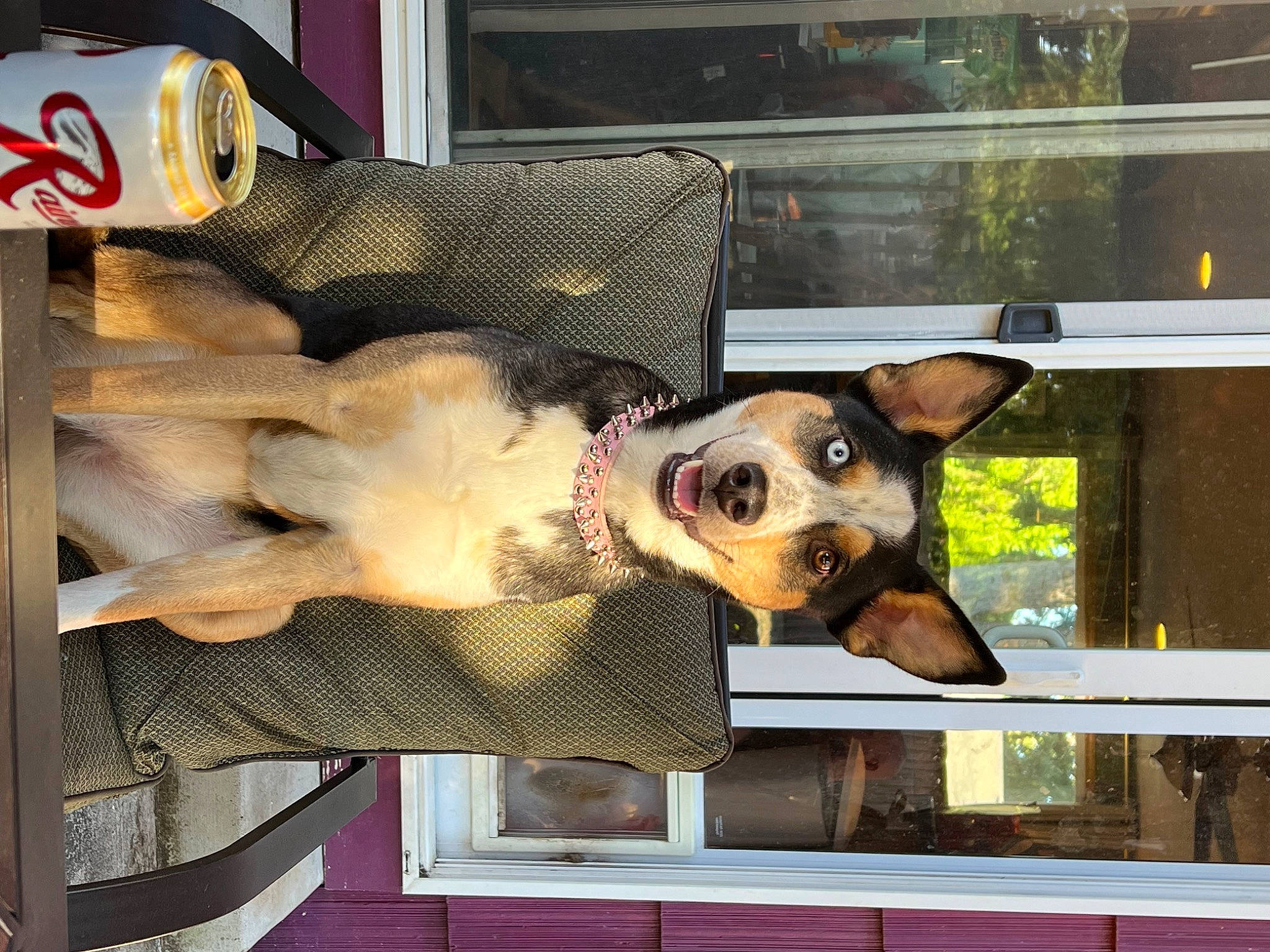 Mazzy Star is registered to the contest to win money with this photo: canidae, carnivore, collar, companion_dog, couch, dog, dog_breed, dog_collar, dog_supply, eyewear, fawn, fur, guard_dog, pet_supply, snout, sporting_group, sunglasses, toy_dog, window, working_animal