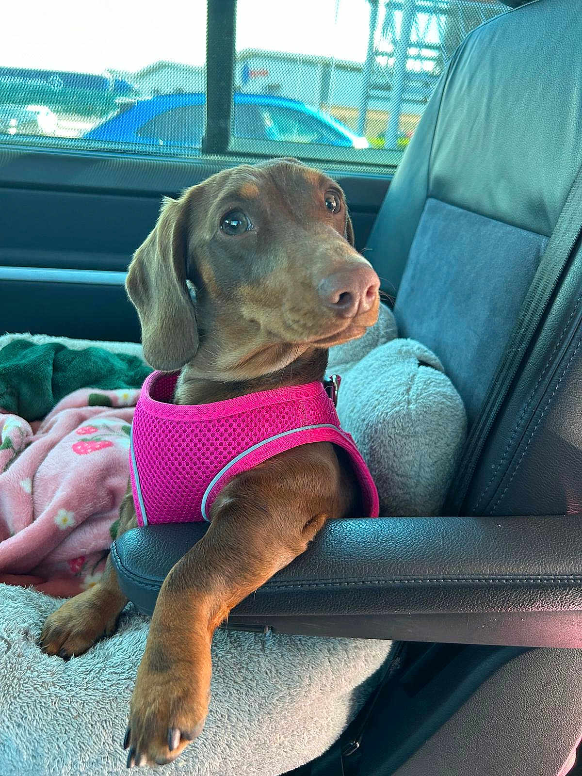 Dolly joined the competition — help win amazing prizes! dog, dachshund, pet, car_interior, pink_harness, blanket, seat, armrest, paw, cozy, resting, brown_dog, canine, window, vehicle, comfort, domestic_animal, leisure, portrait, cute