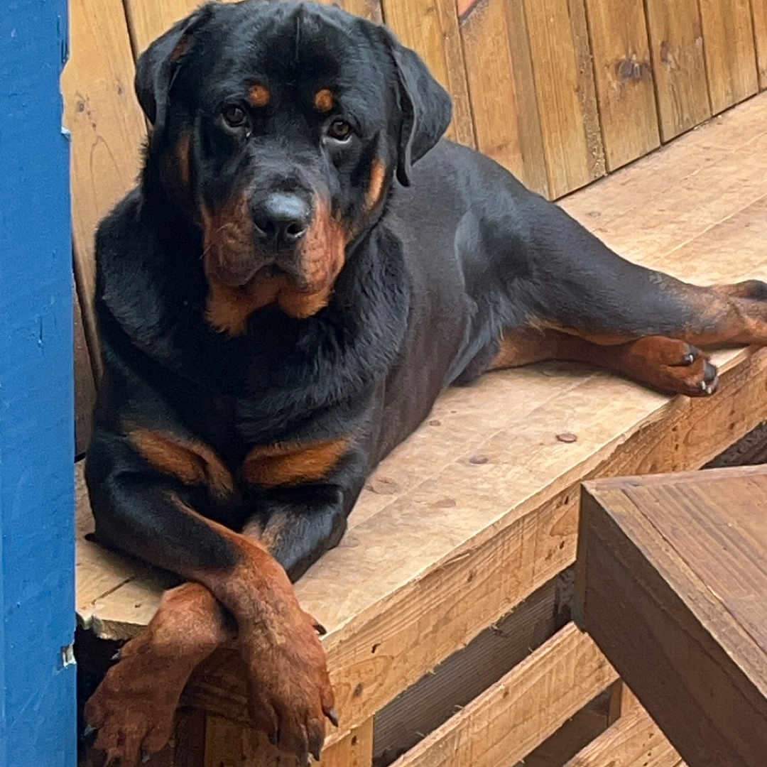 Tray joined the competition — help win amazing prizes! animal, bench, black, brown, canine, companion, crossed_paws, dog, fence, outdoor, pet, plant, portrait, potted_plant, relaxed, resting, rottweiler, volleyball, wooden_bench, wooden_floor