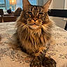 Finn is registered to the contest to win money with this photo: animal, cat, cozy, crossed_paws, domestic_cat, ears, eyes, fur, furniture, home, indoor, lamp, maine_coon, pet, portrait, relaxed, table, tablecloth, whiskers, window