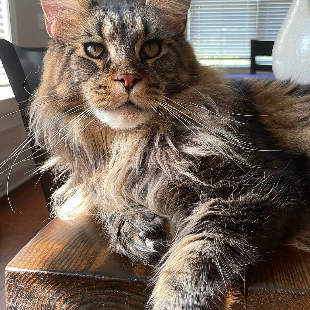 Finn