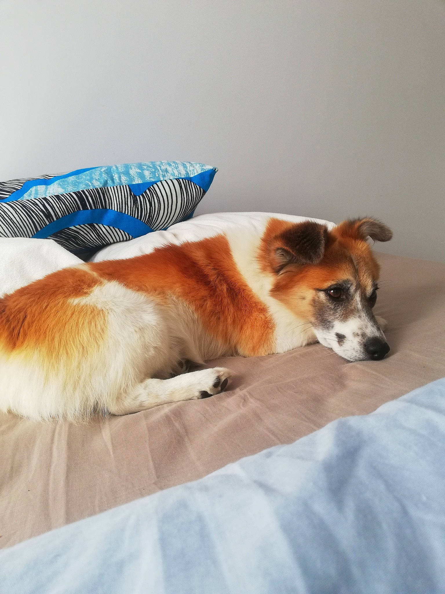 Mambo participe au concours pour gagner de l'argent avec cette photo : canidae, cardigan_welsh_corgi, carnivore, companion_dog, dog, dog_breed, elo, pembroke_welsh_corgi, puppy, thai_bangkaew_dog, welsh_corgi