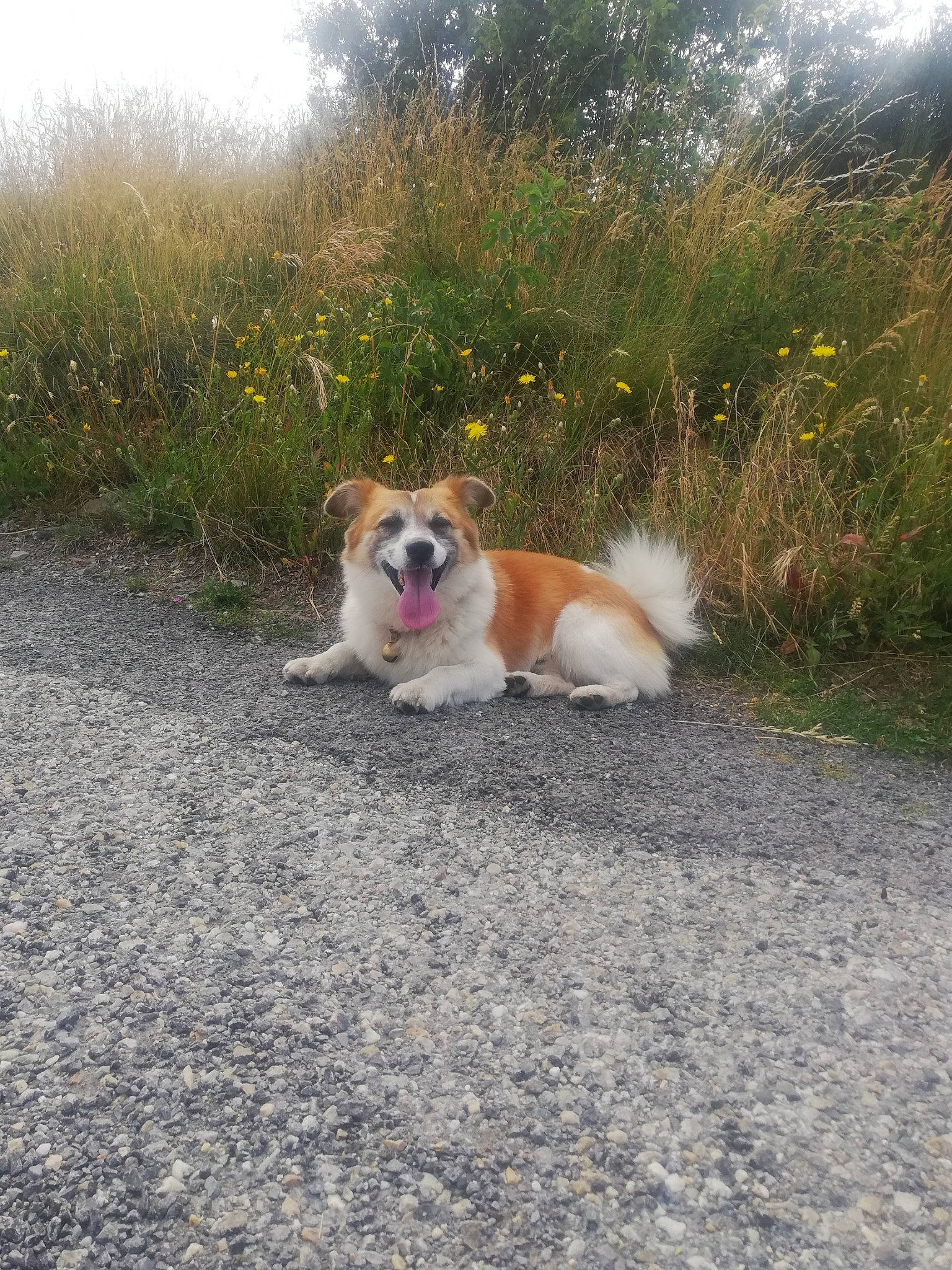 Mambo a rejoint le concours — aidez-le/la à gagner de superbes lots ! akita, canidae, cardigan_welsh_corgi, carnivore, companion_dog, dog, dog_breed, elo, fawn, grass, herding_dog, icelandic_sheepdog, mammal, norrbottenspets, pembroke_welsh_corgi, pomeranian, puppy, sporting_group, vertebrate, welsh_corgi