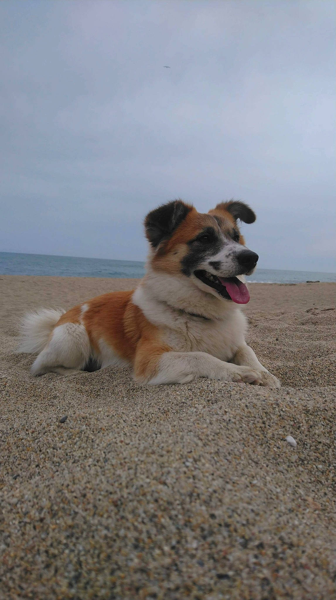 Mambo participe au concours pour gagner de l'argent avec cette photo : aidi, canidae, carnivore, companion_dog, dog, dog_breed, elo, fawn, mammal, moscow_watchdog, rafeiro_do_alentejo, sporting_group, thai_bangkaew_dog, tornjak, vertebrate, working_dog