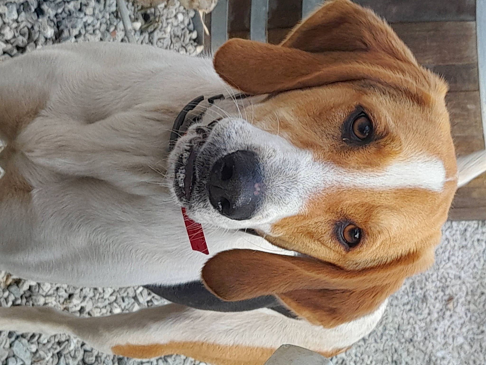 Thalys participe au concours pour gagner de l'argent avec cette photo : canidae, carnivore, collar, comfort, companion_dog, dog, dog_breed, dog_collar, dog_supply, fawn, fur, goggles, hound, paw, pet_supply, scent_hound, snout, sporting_group, whiskers, working_animal