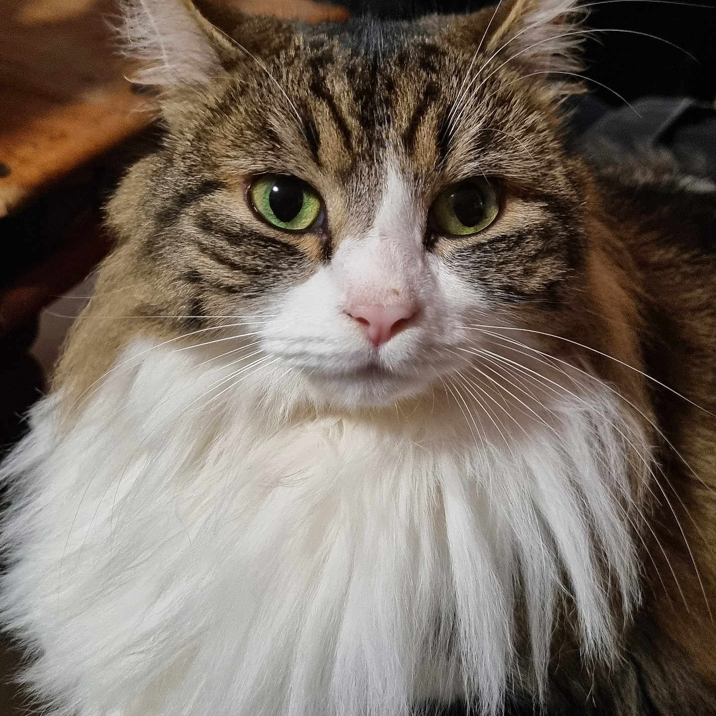 Azura participe au concours pour gagner de l'argent avec cette photo : abyssinian, angora, animal, bodypart, cat, couch, furniture, hardwood, kitten, manx, mouth, person, pet, wood