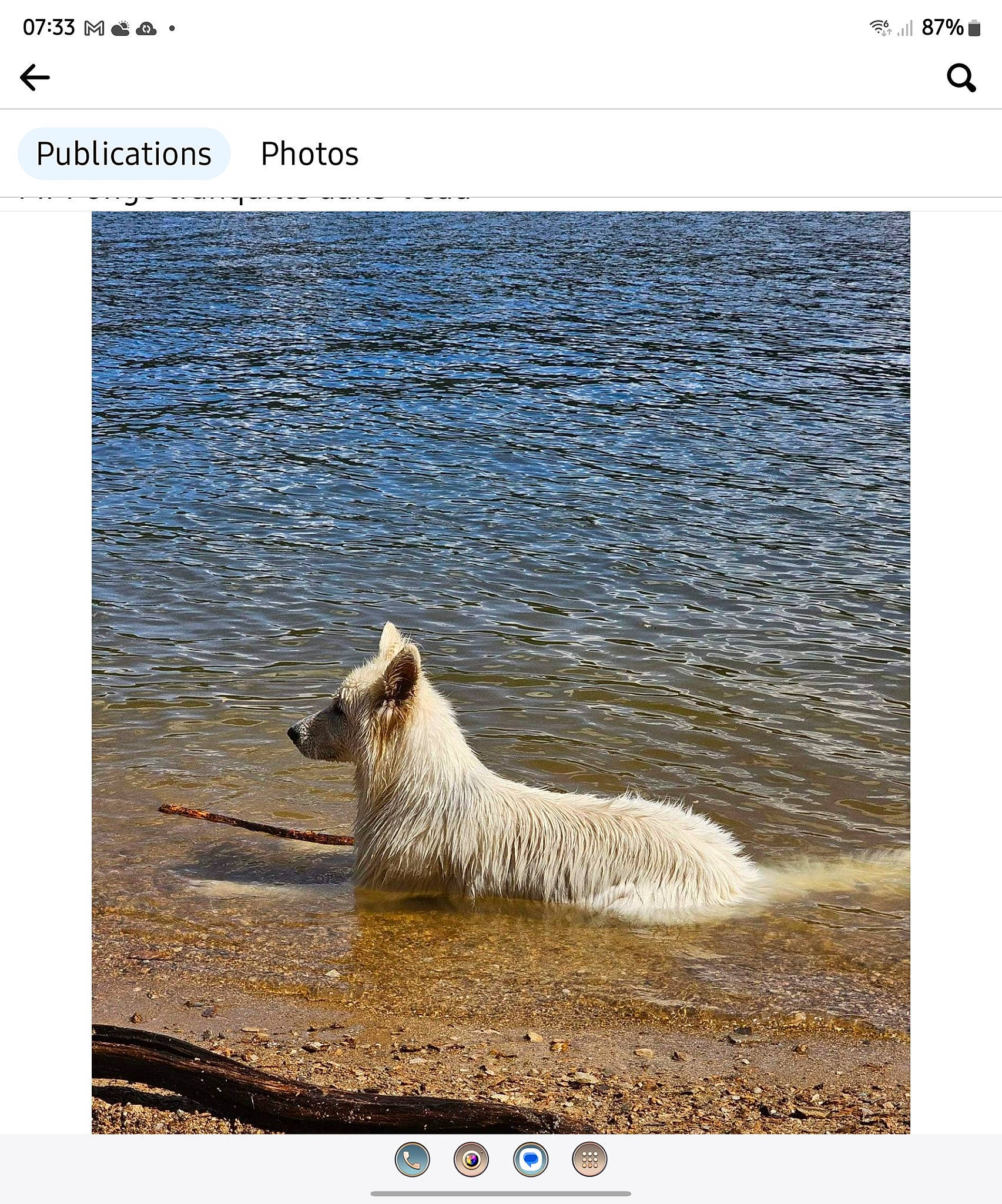 Pongo participe au concours pour gagner de l'argent avec cette photo : adaptation, beach, body_of_water, carnivore, companion_dog, dog_breed, font, giant_dog_breed, happy, lake, landscape, natural_landscape, ocean, rectangle, sheep, stock_photography, terrestrial_animal, water, wind_wave, working_animal