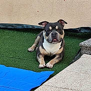 Rysen participe au concours pour gagner de l'argent avec cette photo : alert, animal, artificial_grass, backyard, blue_mat, canine, companion, dog, domestic_animal, ears, fur, grass, looking_at_camera, outdoor, pavement, paws, pet, resting, snout, wall