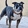 Rysen a rejoint le concours — aidez-le/la à gagner de superbes lots ! alert, animal, black_and_white, brown_collar, canine, collar, dog, domestic_animal, ears_up, four_legs, guard_dog, medium_size, muscular, outdoor, pavement, pet, short_hair, standing, tail_up, watchful