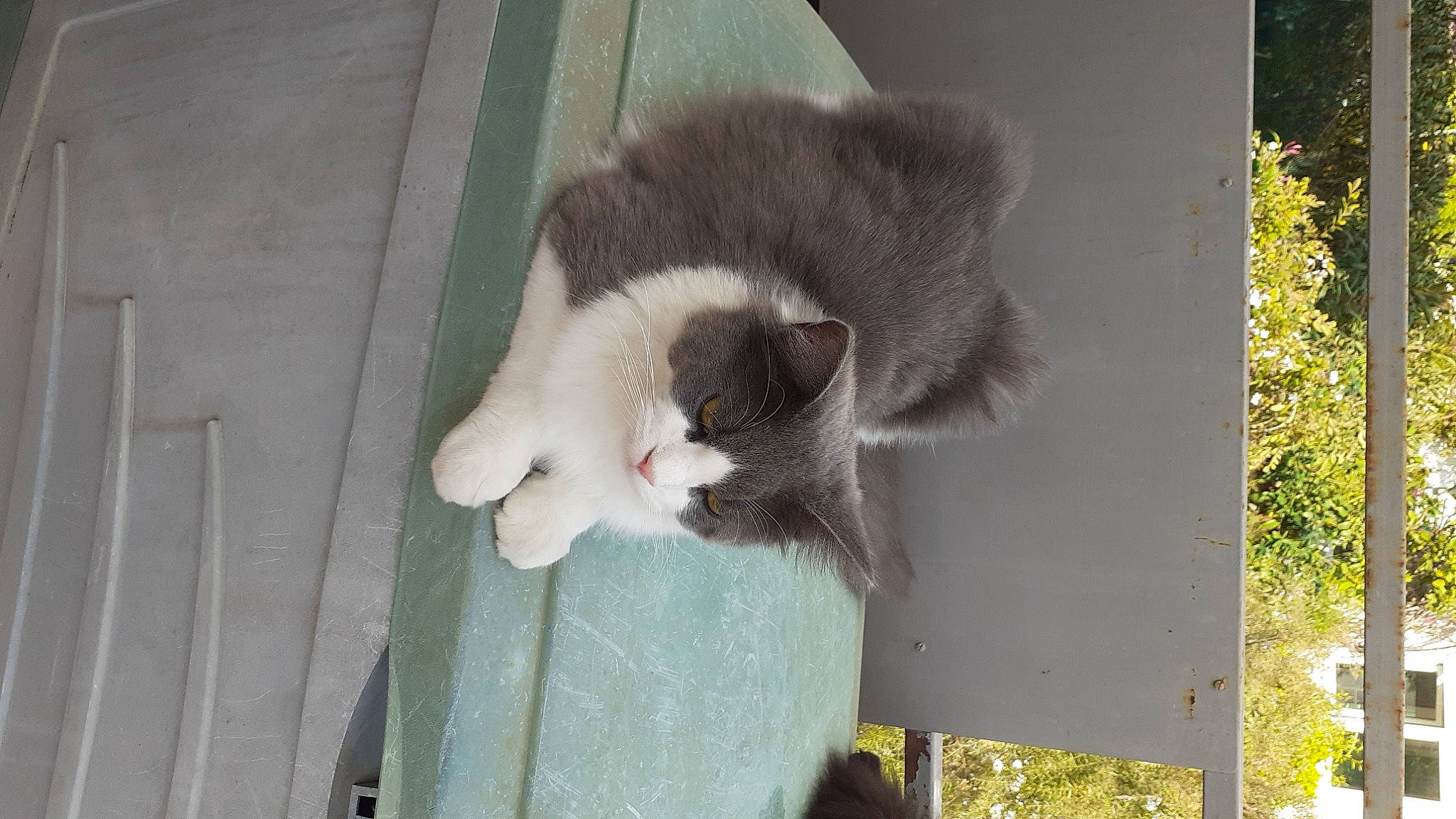 Nuage a rejoint le concours — aidez-le/la à gagner de superbes lots ! carnivore, cat, domestic_short_haired_cat, door, felidae, fur, grass, natural_material, plant, small_to_medium_sized_cats, snout, tail, terrestrial_animal, tree, whiskers, window, wood