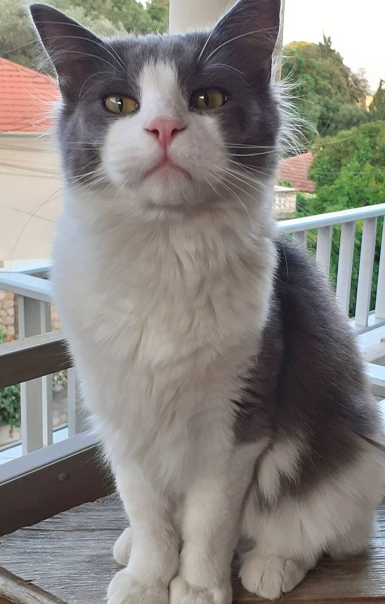 Nuage participe au concours pour gagner de l'argent avec cette photo : carnivore, cat, domestic_short_haired_cat, felidae, fur, paw, plant, sitting, small_to_medium_sized_cats, snout, tail, terrestrial_animal, tree, whiskers, window
