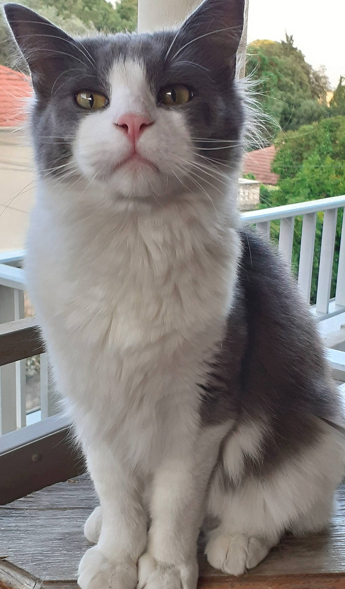 Nuage a rejoint le concours — aidez-le/la à gagner de superbes lots ! carnivore, cat, domestic_short_haired_cat, felidae, fur, paw, plant, sitting, small_to_medium_sized_cats, snout, tail, terrestrial_animal, tree, whiskers, window