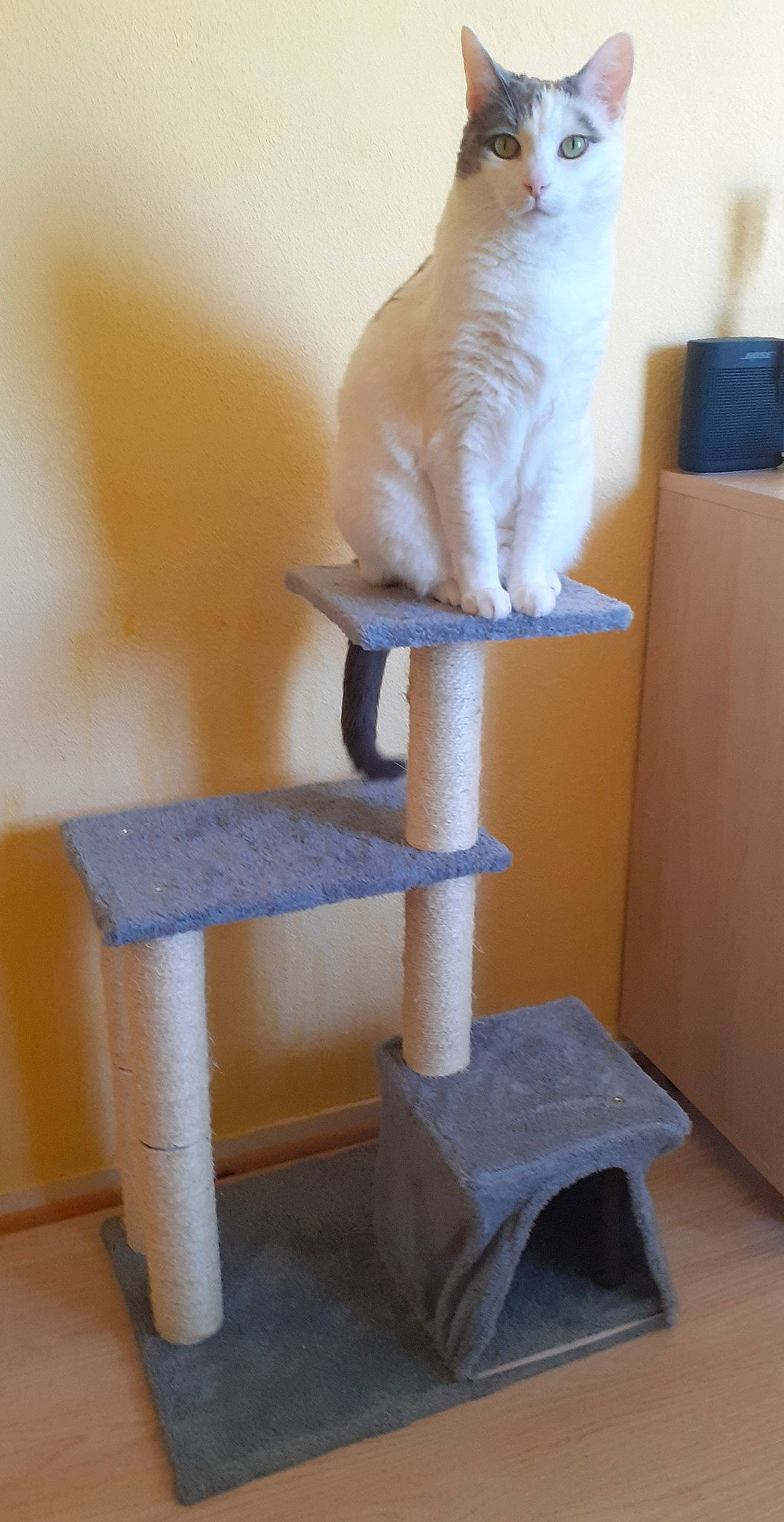 Caline a rejoint le concours — aidez-le/la à gagner de superbes lots ! balance, box, carnivore, cat, cat_supply, chair, comfort, domestic_short_haired_cat, fawn, felidae, flooring, fur, hardwood, pet_supply, plywood, shelf, small_to_medium_sized_cats, tail, whiskers, wood