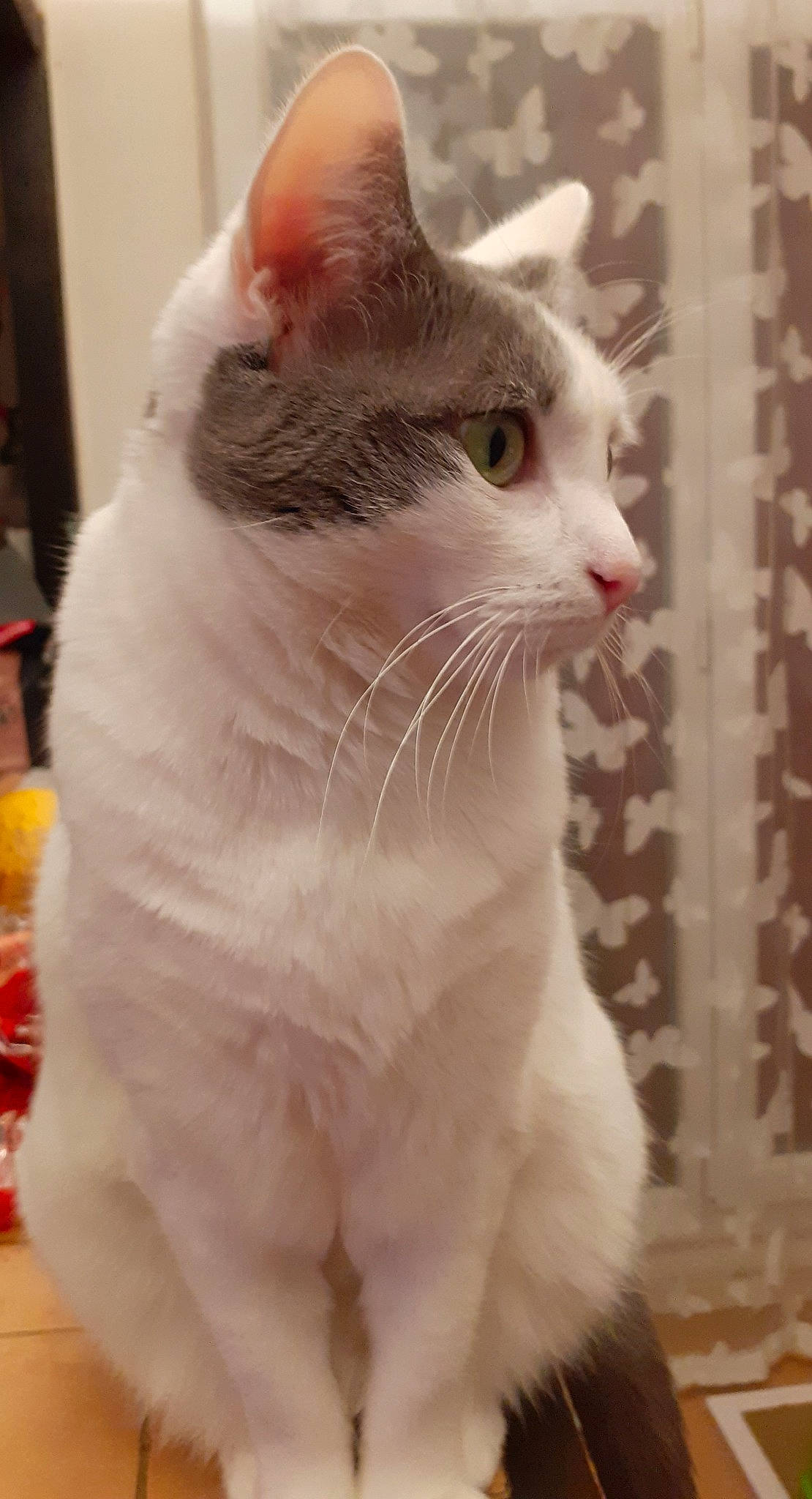 Caline a rejoint le concours — aidez-le/la à gagner de superbes lots ! carnivore, cat, domestic_short_haired_cat, eye, fawn, felidae, fur, iris, paw, small_to_medium_sized_cats, snout, tail, terrestrial_animal, whiskers, window