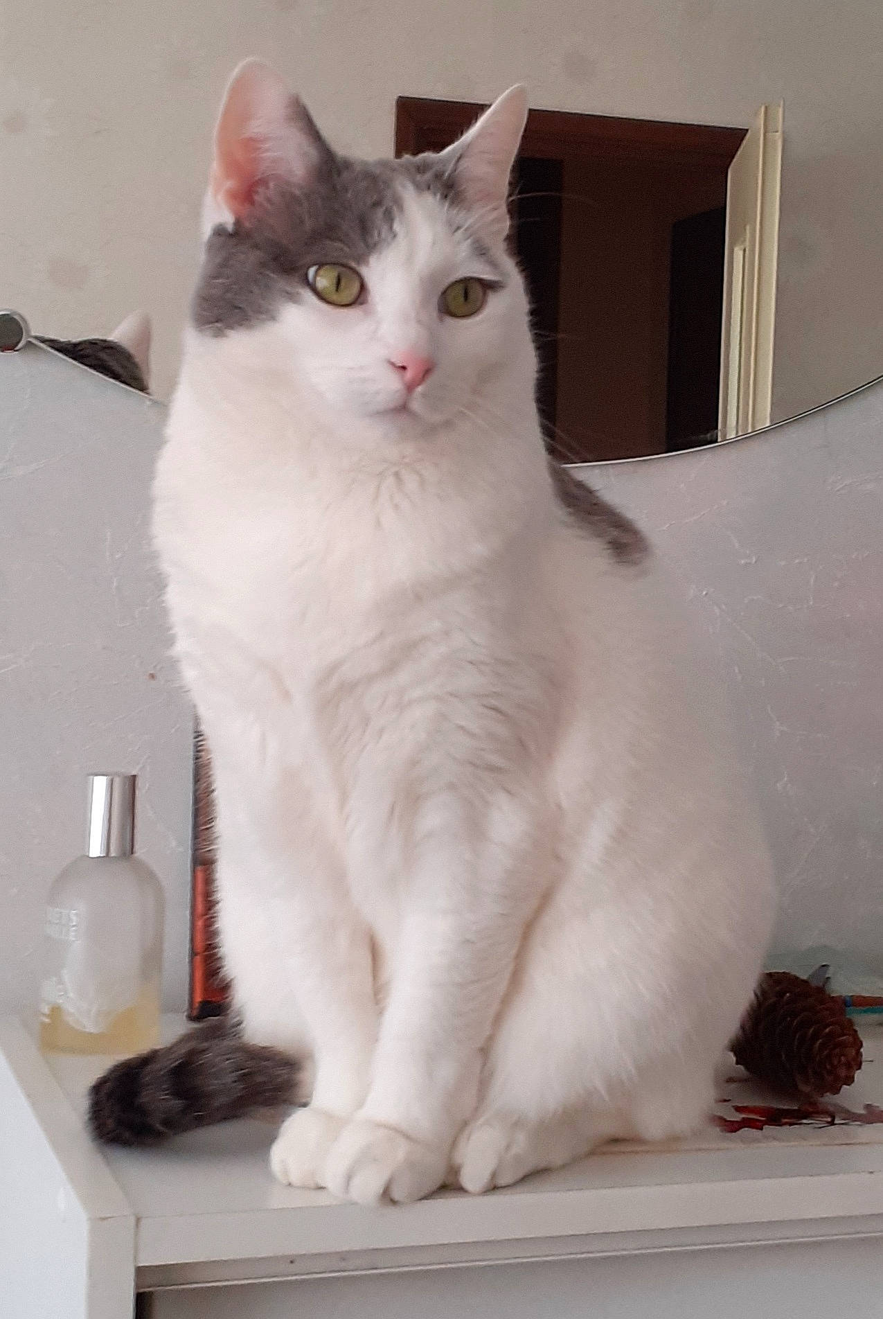 Caline a rejoint le concours — aidez-le/la à gagner de superbes lots ! bottle, carnivore, cat, cat_supply, domestic_short_haired_cat, felidae, fur, paw, plastic_bottle, small_to_medium_sized_cats, snout, tail, whiskers, window