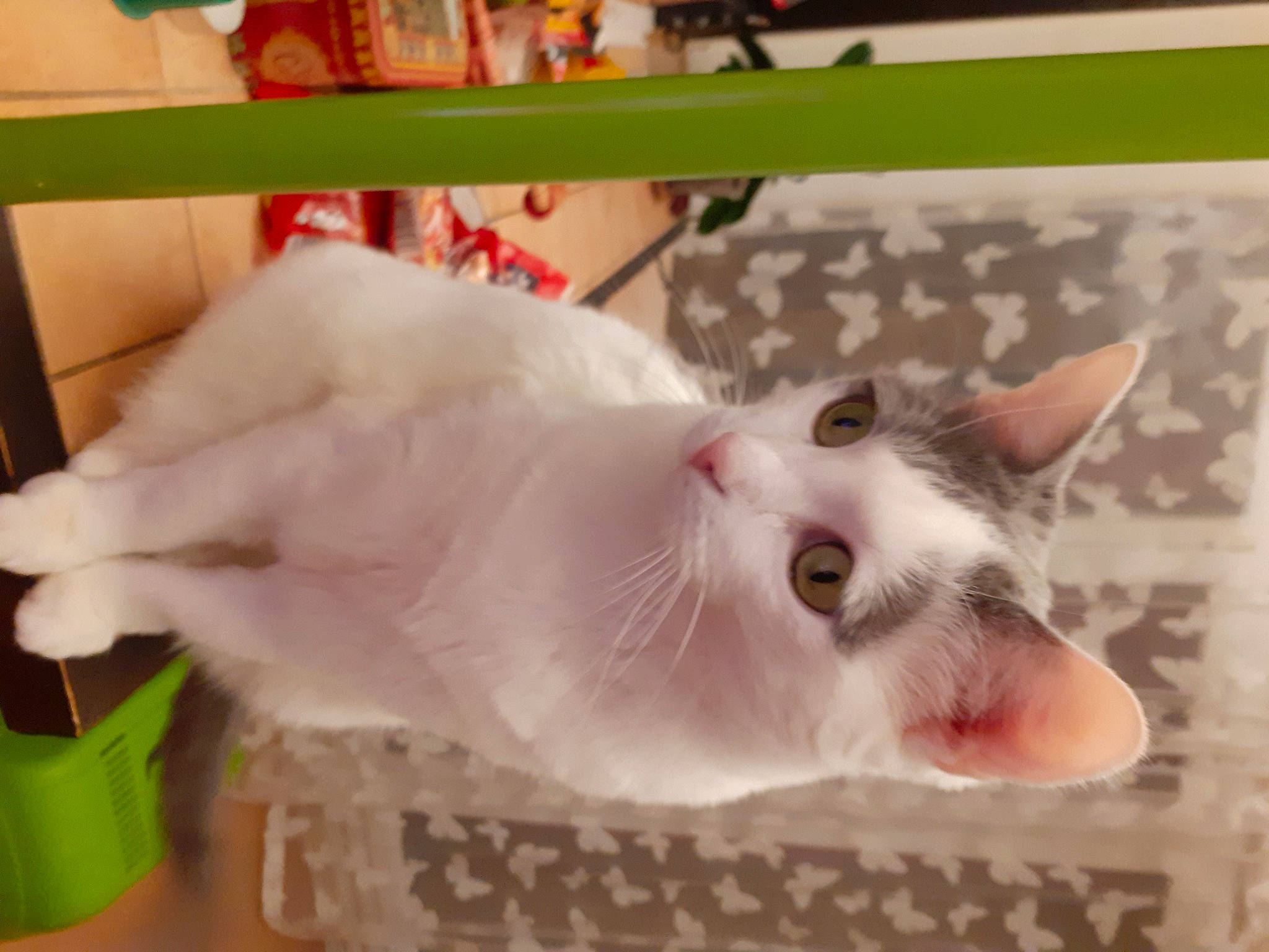 Caline participe au concours pour gagner de l'argent avec cette photo : carnivore, cat, cat_supply, comfort, domestic_short_haired_cat, fang, fawn, felidae, fur, paw, small_to_medium_sized_cats, snout, tail, whiskers