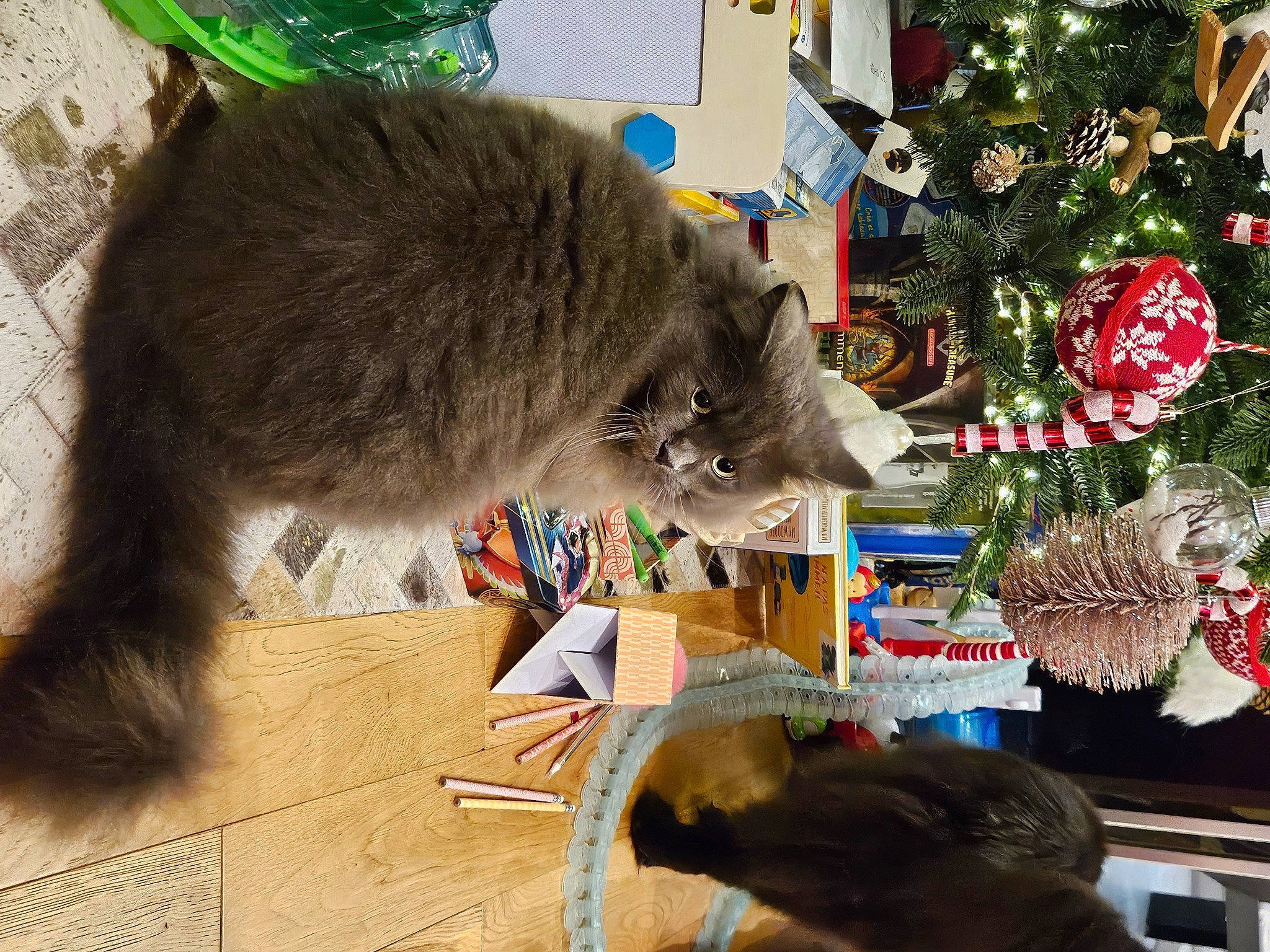 Royal a rejoint le concours — aidez-le/la à gagner de superbes lots ! baseball_cap, carnivore, cat, christmas_ornament, christmas_tree, conifer, domestic_short_haired_cat, event, fedora, felidae, fir, fur, hat, holiday, holiday_ornament, ornament, small_to_medium_sized_cats, tail, tree, whiskers