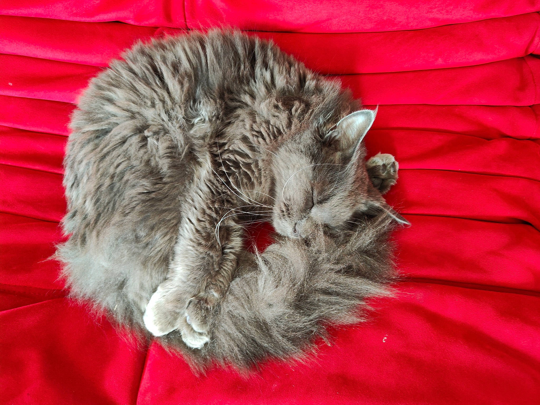 Royal participe au concours pour gagner de l'argent avec cette photo : carmine, claw, close_up, fawn, feather, felidae, fur, paw, rodent, small_to_medium_sized_cats, snout, tail, terrestrial_animal, vertebrate, whiskers