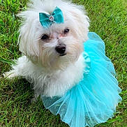 Roni Roe joined the competition — help win amazing prizes! adorable, animal, bow, costume, cute, dog, fashion, fluffy, grass, greenery, lawn, outdoor, pet, playful, portrait, sitting, small_dog, summer, tutu, white_dog