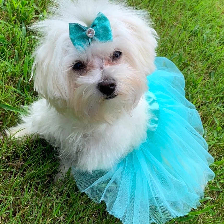 Roni Roe joined the competition — help win amazing prizes! adorable, animal, bow, costume, cute, dog, fashion, fluffy, grass, greenery, lawn, outdoor, pet, playful, portrait, sitting, small_dog, summer, tutu, white_dog