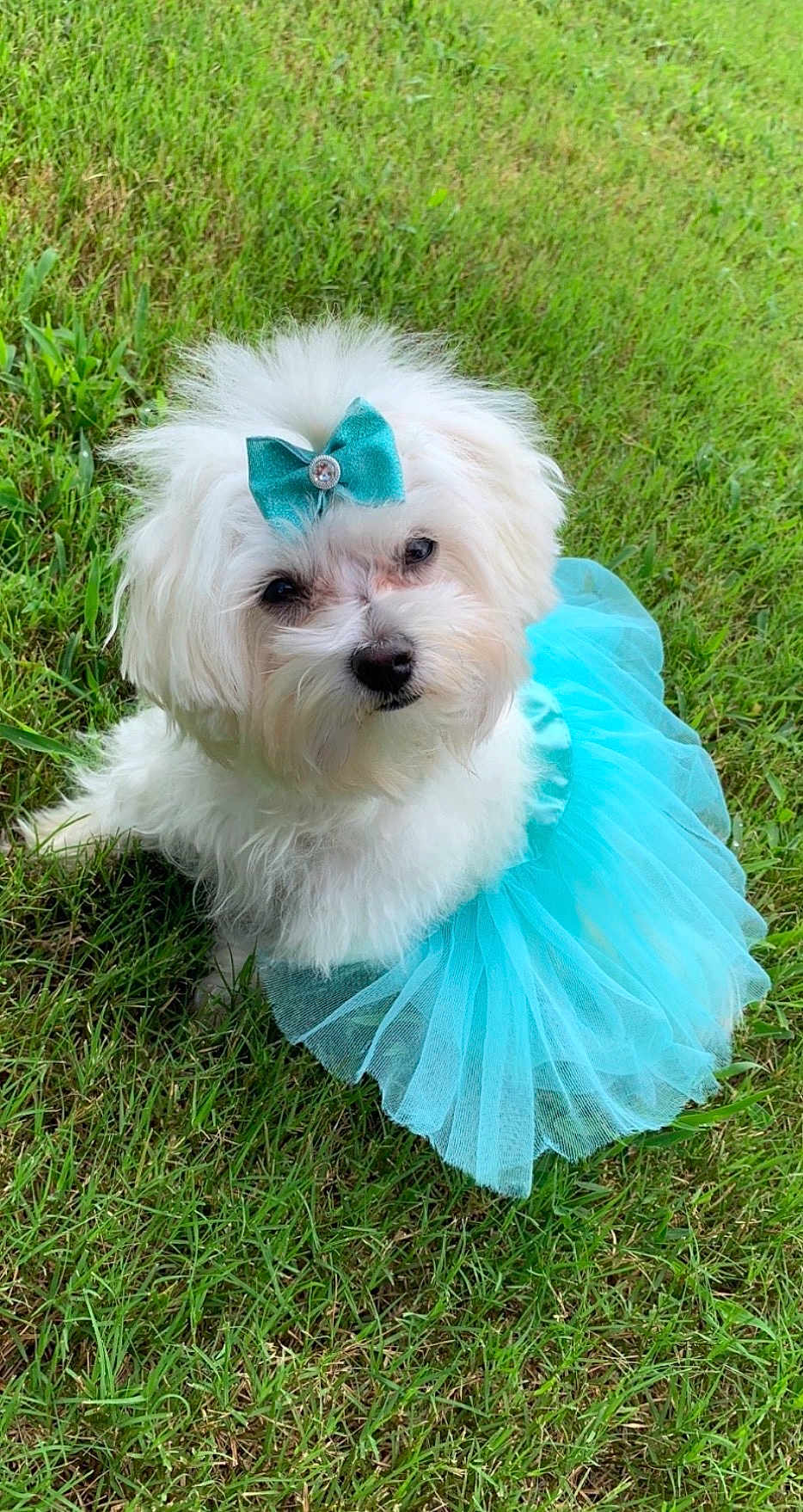 Roni Roe joined the competition — help win amazing prizes! adorable, animal, bow, costume, cute, dog, fashion, fluffy, grass, greenery, lawn, outdoor, pet, playful, portrait, sitting, small_dog, summer, tutu, white_dog
