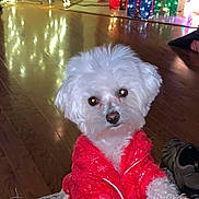 Piper Roni joined the competition — help win amazing prizes! animal, christmas_lights, cozy, cute, decorations, dog, festive, fur, holiday, holiday_decor, indoor, leather_surface, pet, presents, red_jacket, rug, small_dog, warm_lighting, white_dog, wooden_floor