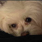 Pi Ro is registered to the contest to win money with this photo: animal, calm, close_up, companion, curious, cute, dog, domestic_animal, eyes, face, fluffy, fur, indoor, mammal, nose, pet, portrait, resting, soft_light, white_dog