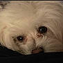 animal, calm, close_up, companion, curious, cute, dog, domestic_animal, eyes, face, fluffy, fur, indoor, mammal, nose, pet, portrait, resting, soft_light, white_dog