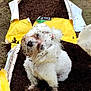 animal, cute, dirt, dog, fluffy, fur, garden, garden_soil, grass, ground, messy, nature, outdoor, pet, playful, small_dog, soil, white_dog, yard, yellow_bag