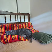 Loulou a rejoint le concours — aidez-le/la à gagner de superbes lots ! bed, blanket, cat, cozy, domestic_animal, feline, furniture, green_pillow, home, indoor, pet, pillow, relaxed, resting, sleepy, soft_light, striped, striped_blanket, tabby_cat, wooden_headboard