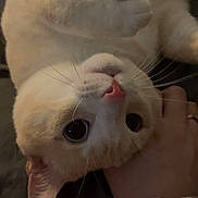 Mack joined the competition — help win amazing prizes! cat, cream_colored, upside_down, pet, hand, scrunchie, butterfly_pattern, whiskers, close_up, cute, domestic_animal, feline, indoor, soft_fur, relaxed, curious_eyes, pink_nose, paw, gentle_touch, cozy