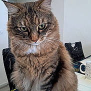 Chips participe au concours pour gagner de l'argent avec cette photo : animal, cat, chair, closeup, cute, domestic_animal, feline, fluffy, fur, green_eyes, household, indoor, mug, pet, portrait, relaxed, sitting, tabby, tablecloth, whiskers