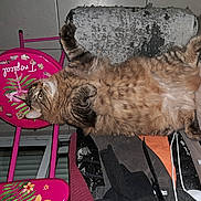 Chips participe au concours pour gagner de l'argent avec cette photo : animal, cables, cat, chair, cozy, curious, feline, floor_tiles, fluffy, fur, indoor, lying_down, paws_up, pet, pink_stool, tabby_cat, tropical_design, whiskers, wooden_panel, worn_out