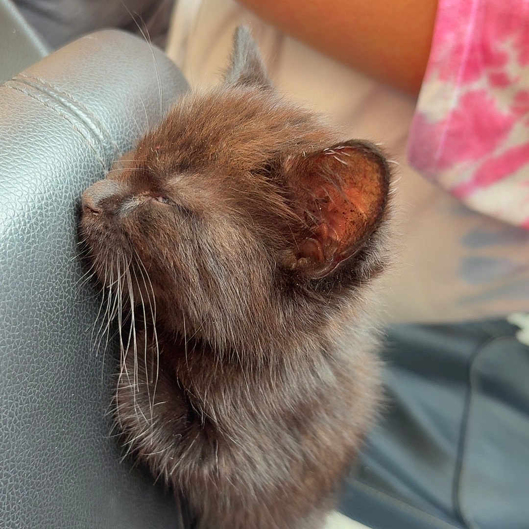 Tink joined the competition — help win amazing prizes! kitten, cat, black_cat, sleepy, furry, pet, animal, leather_chair, indoor, closeup, cute, small, adorable, whiskers, paw, fur, resting, person, arm, fabric