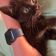 Tink joined the competition — help win amazing prizes! black_kitten, cat, kitten, person, arm, hand, watch, smartwatch, fur, whiskers, eyes, indoor, close_up, holding, cuddling, soft_light, curious, pet, animal, relaxing