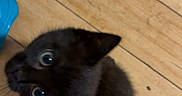Tink is registered to the contest to win money with this photo: kitten, black_cat, wooden_floor, foot, toenails, indoor, pet, animal, curious, small, cute, young, feline, looking_up, domestic_animal, floorboards, home, closeup, paw, tail