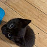 kitten, black_cat, wooden_floor, foot, toenails, indoor, pet, animal, curious, small, cute, young, feline, looking_up, domestic_animal, floorboards, home, closeup, paw, tail