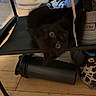 Tink joined the competition — help win amazing prizes! kitten, black_cat, upside_down, shelf, shoe_rack, shoes, wooden_floor, indoor, pet, curious, fluffy, small_animal, domestic_cat, flooring, container, playful, household, furniture, resting, cute