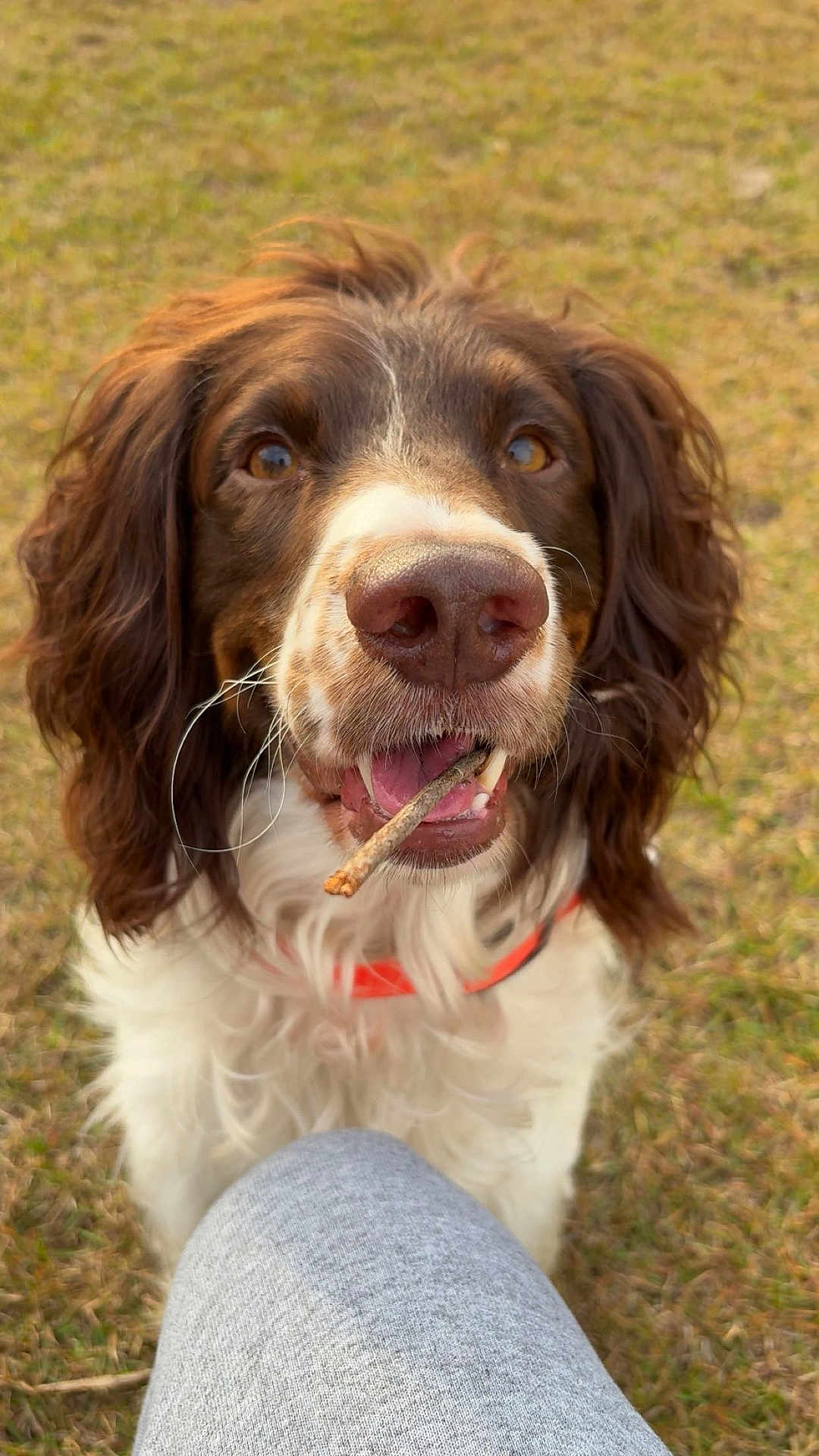 Timber is registered to the contest to win money with this photo: animal, brown, canine, close-up, collar, dog, ears, friendly, fur, grass, mouth, nose, outdoor, person, pet, playful, stick, tongue, whiskers, white
