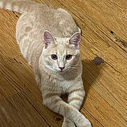 Chester joined the competition — help win amazing prizes! abyssinian, accessories, animal, cat, hardwood, indoors, interiordesign, kitten, manx, pet, plywood, siamese, stainedwood, strap, wood