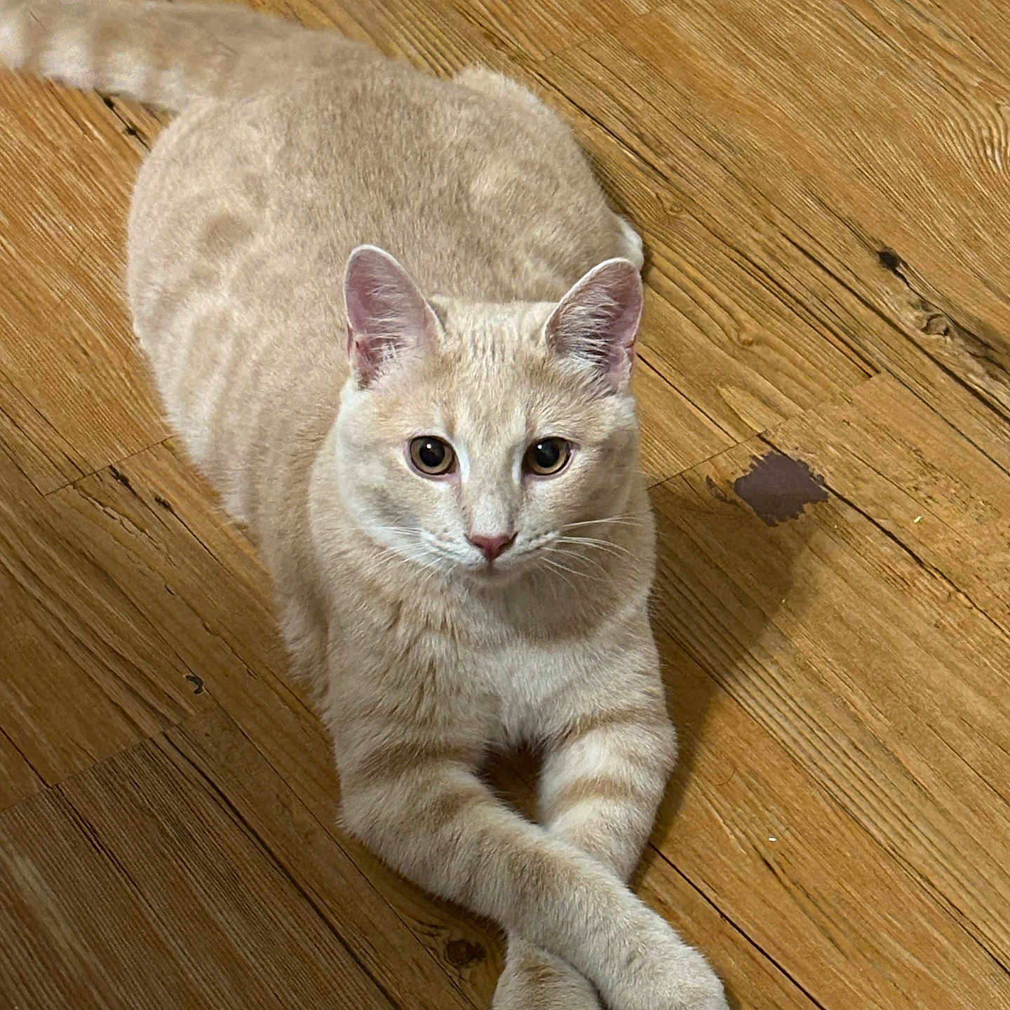 Chester
