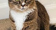 Summer joined the competition — help win amazing prizes! cat, tabby, pet, animal, feline, indoor, carpet, whiskers, ears, fur, yellow_eyes, white_chest, sitting, curious, looking, domestic_cat, mammal, closeup, portrait, cute