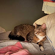 Summer is registered to the contest to win money with this photo: cat, tabby, bed, blanket, pillow, indoor, resting, sleepy, feline, cozy, fabric, clothing, warm_lighting, fur, animal, pet, domestic, relaxation, quiet, home