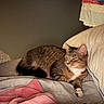 cat, tabby, bed, blanket, pillow, indoor, resting, sleepy, feline, cozy, fabric, clothing, warm_lighting, fur, animal, pet, domestic, relaxation, quiet, home
