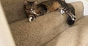 Summer is registered to the contest to win money with this photo: alert, animal, beige, brown, carpeted_stairs, cat, cozy, feline, fur, home, indoor, pet, quiet, relaxed, resting, stairs, tabby_cat, tail, whiskers, white_paws